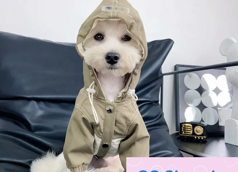 Осень. Одежда для питомца